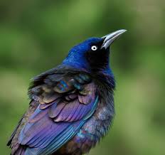 Birds Native To Maryland Purple Grackles In Our Yard In Pasadena Maryland 4 27 2012 Photo By Bill Hubick Grackle Pet Birds Beautiful Birds