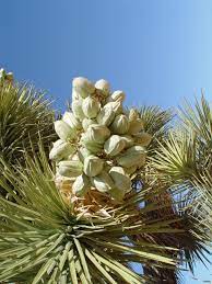 Female moths collect pollen and at the same time lay eggs inside. Joshua Tree Pods Edible Or Not Raven Jake Dawes