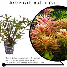 Image result for Hygrophila hippuroides