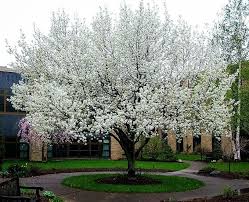 We did not find results for: Triploid Flowering Pears Reduce Self Sowing In Some Areas Ornamental Pears Reseed And Naturalize Prolificall Flowering Pear Tree Pear Trees Beautiful Gardens