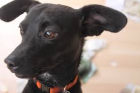 Check spelling or type a new query. Pomeranian Dachshund Mix Afternoon Artist