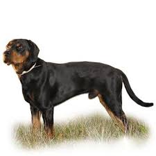 Image result for slovenský kopov