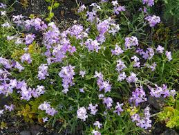 Image result for Fagonia