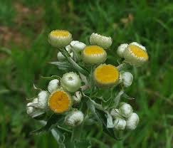 Image result for Helichrysum foetidum