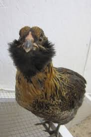 Various cancers cause a swollen abdomen for different reasons. Egg Yolk Peritonitis Polloplayer