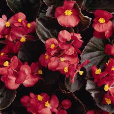 Image result for Begonia pulcherrima