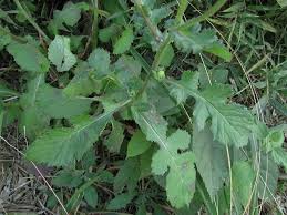 Image result for Crassocephalum rubens