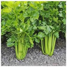 Image result for Apium graveolens