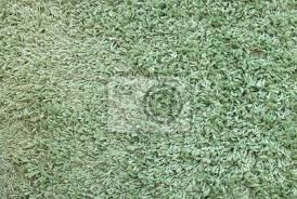 Anleitung grüner teppich sömmerung (für bewirtschafter ohne talbetrieb) reglemente & weisungen. Gruner Teppich Textur Fototapete Fototapeten Chiang Art Deco Berber Myloview De