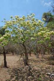 Image result for Cladostemon kirkii