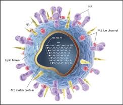 New versions of the vaccines are developed twice a year, as the influenza virus rapidly changes. Influenza Vaccines From Surveillance Through Production To Protection Mayo Clinic Proceedings