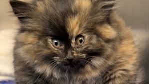 Trend Google: gatto
