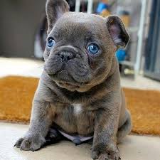 Black And White Frenchie With Blue Eyes Pin On Frenchies