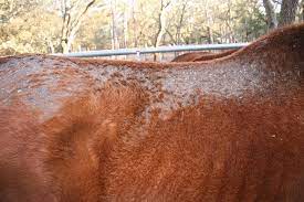 Rain Rot In Horses Irongate Equine Clinic