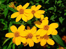 Image result for tagetes)