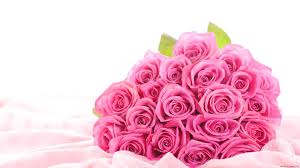 We did not find results for: Flower Rose Pink Wallpaper 1920x1080 22925