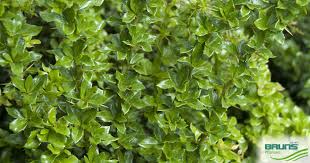 Image result for Berberis verruculosa