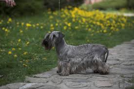 Image result for ČESKÝ TERIÉR