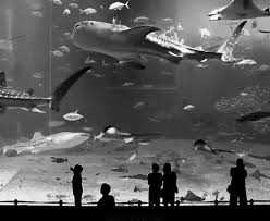 i want to visit the biggest aquarium in the world photo cool pictures pictures