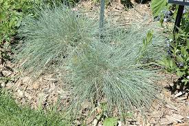 Image result for Festuca abyssinica