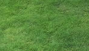 Check spelling or type a new query. Cara Merawat Rumput Manila Jual Rumput Gajah Mini Rumput Jepang Murah