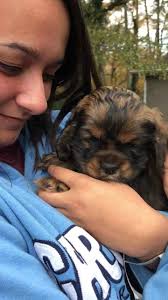 This sable says Happy Thanksgiving!