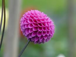 Check spelling or type a new query. 15 Rainforest Plants Ideas Rainforest Plants Rainforest Plants