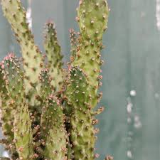 Image result for Opuntia monacantha