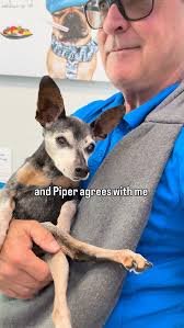 Life of a Rescued Senior Blind Deaf Dog: A Heartwarming Story