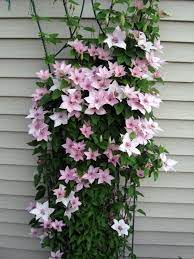 Branches are clad with attractive dark green leaves. Clematis Pink Fantasy Zone 4 Clematis Vine Clematis Container Gardening Flowers