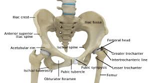 And understanding how your ligaments, tendons and muscles work together can help keep you active and far away from the physical therapist. Hip Surgery Memphis Hip Arthroscopy Memphis Hip Replacement Memphis