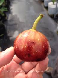 Memakan buah tin segar tekstur buah ini cenderung rapuh dan lembut sehingga anda akan mudah memakannya. Khasiat Buah Tin Segar Pokoktinjohor