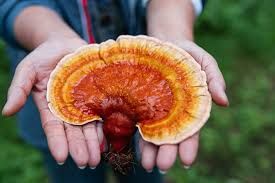 Image result for Ganoderma lucidum