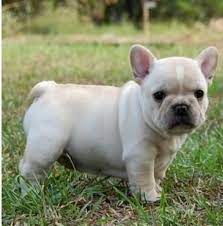 23 Cute Animals Who Just Want You To Have A Nice Monday Baby Animals Bulldog Puppies Baby Dogs