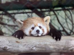 Please Follow Iloveredpandas Don T Be Scared Cutie Redpanda Panda Cutebear Bear Animal Firefox Panda Red Panda Scared Red Panda Cute Cute Baby Animals