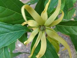 See more of bunga cempaka on facebook. Foto Bunga Cempaka Kuning Gambar Bunga