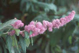 Image result for Spiraea douglasii