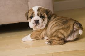 Is your pooch in need of low fat dog food? Fluffy Fat Dogs Cute 25 White Dog Breeds That Will Steal Make A Meal Of Your Heart 27 Fluffy Small Breed Dogs Caminitodelalocura8