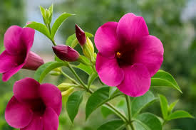 Image result for Allamanda