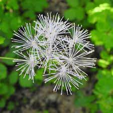 Fiori spontanei dei monti sibillini. Piante Con Fiori Bianchi