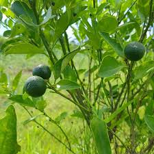 Image result for Citrus × aurantiifolia