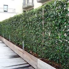 Brise Vue Vegetal Cachez Au Naturel Separation Jardin Mur Vegetal Exterieur Et Barriere Jardin