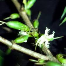 Image result for Cassipourea ndando