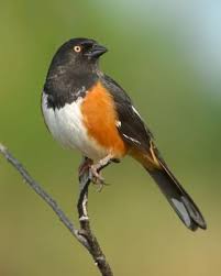 Birds Of North Georgia Pictures My Favorite Singer The Eastern Towhee Male Joy Backyard Birds Beautiful Birds Pet Birds