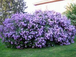 ✅ free delivery and free returns on ebay plus items! Lilac Bushes Planting Flowers Lilac Bushes Flowering Bushes