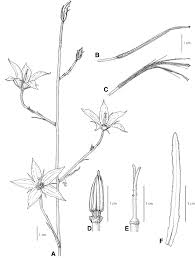Image result for Gunillaea rhodesica