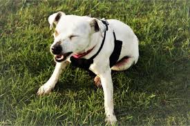 My Dog Is Sneezing What Can I Give Him Pet Life Today