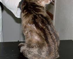Miliary dermatitis is a condition where millet seed sized (miliary) scabs are variably distributed over the cats body. Feline Miliary Dermatitis Companion Animal