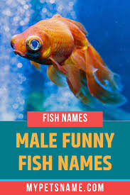 Male Funny Fish Names Fishing Humor Male Pet Names Cool Pet Names