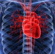 Heart Disease In Diverse Populations Analyzing Sex And Gender Gendered Innovations